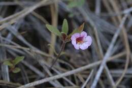 Image of Torrey's monkeyflower