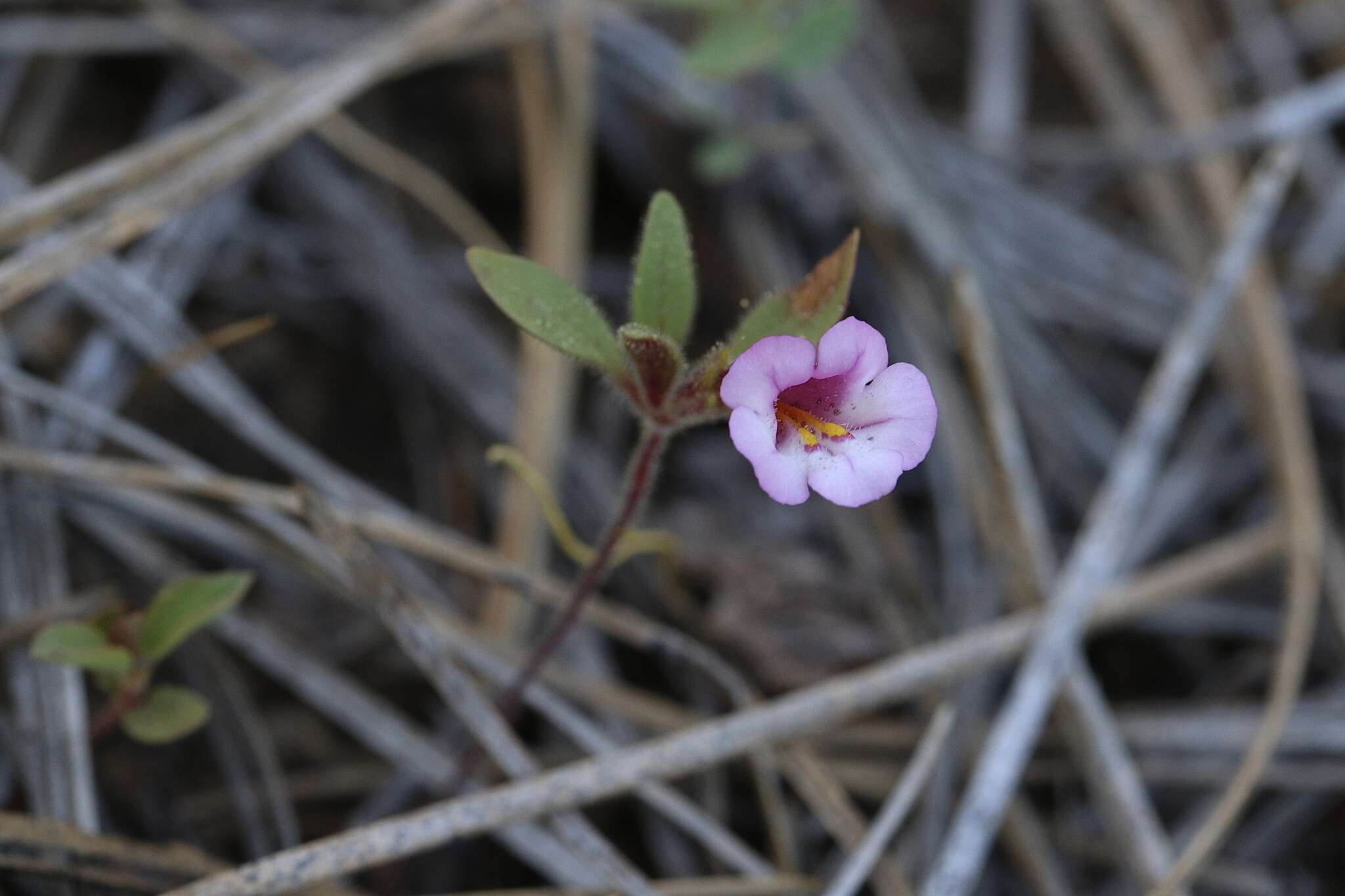 Image of Torrey's monkeyflower