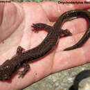 Image of Long-tailed clawed salamander