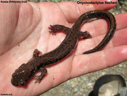 Image of Long-tailed clawed salamander