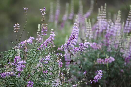 Image of <i>Lupinus paynei</i>