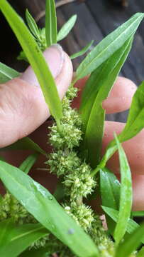 Imagem de Rumex persicarioides L.