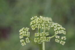 Image of Valeriana edulis subsp. procera