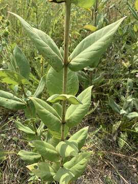 Image of Old Cahaba rosinweed