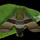 Image of Perigonia glaucescens Walker 1856