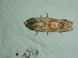 Image of Aethes williana Brahm