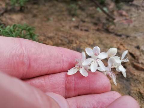 Image of Lapeirousia pyramidalis subsp. pyramidalis