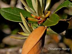 صورة Rhododendron hyperythrum Hayata