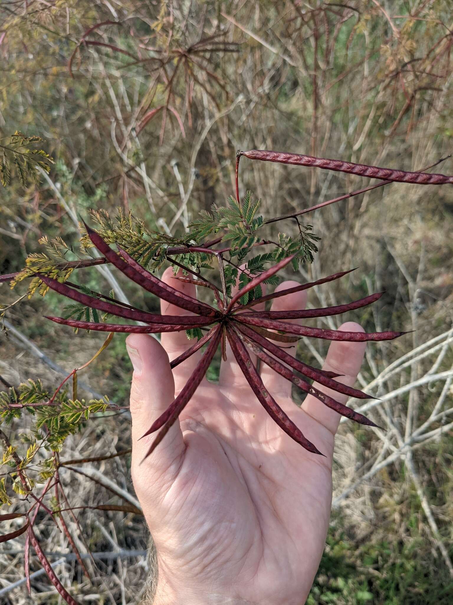 Слика од Desmanthus bicornutus S. Watson