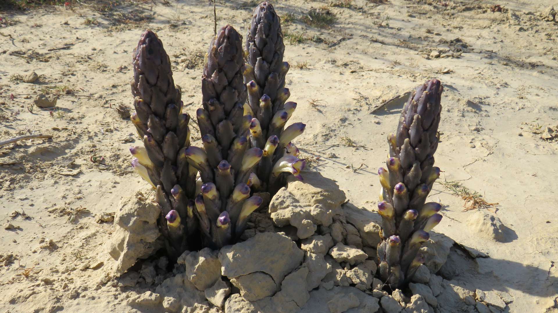 Image of Cistanche violacea (Desf.) G. Beck