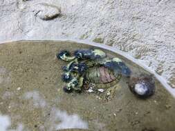 Image of Blue Tube Worm