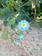 Plancia ëd Ipomoea cardiophylla A. Gray