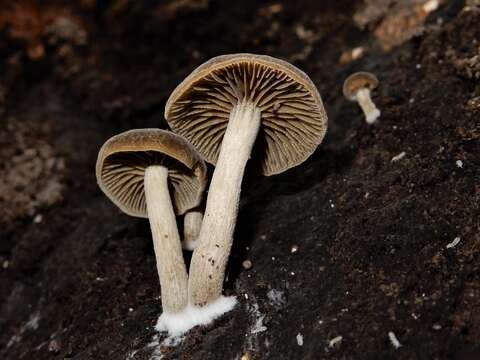 Imagem de <i>Simocybe largispora</i>