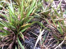 Image of cypress panicgrass