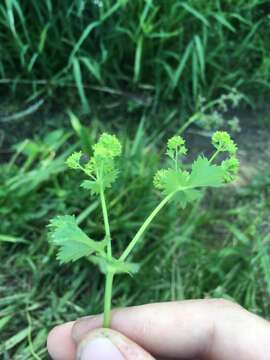 Image of Alchemilla litwinowii Juz.