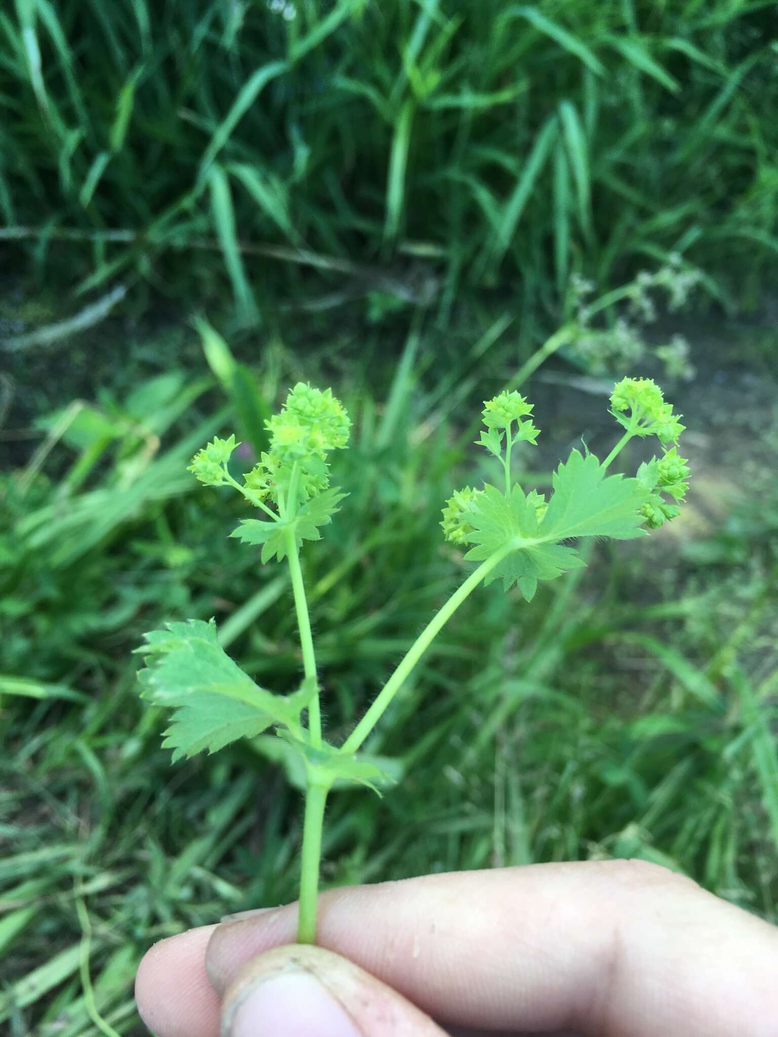 Image de Alchemilla litwinowii Juz.