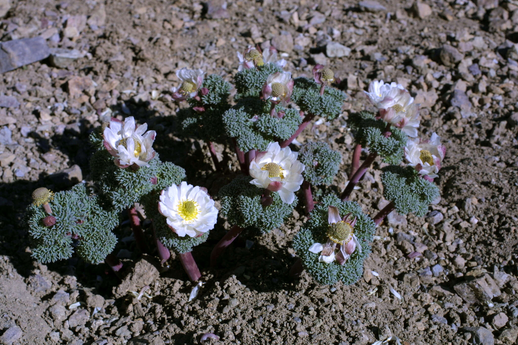 Callianthemoides semiverticillatus (Phil.) M. Tamura的圖片