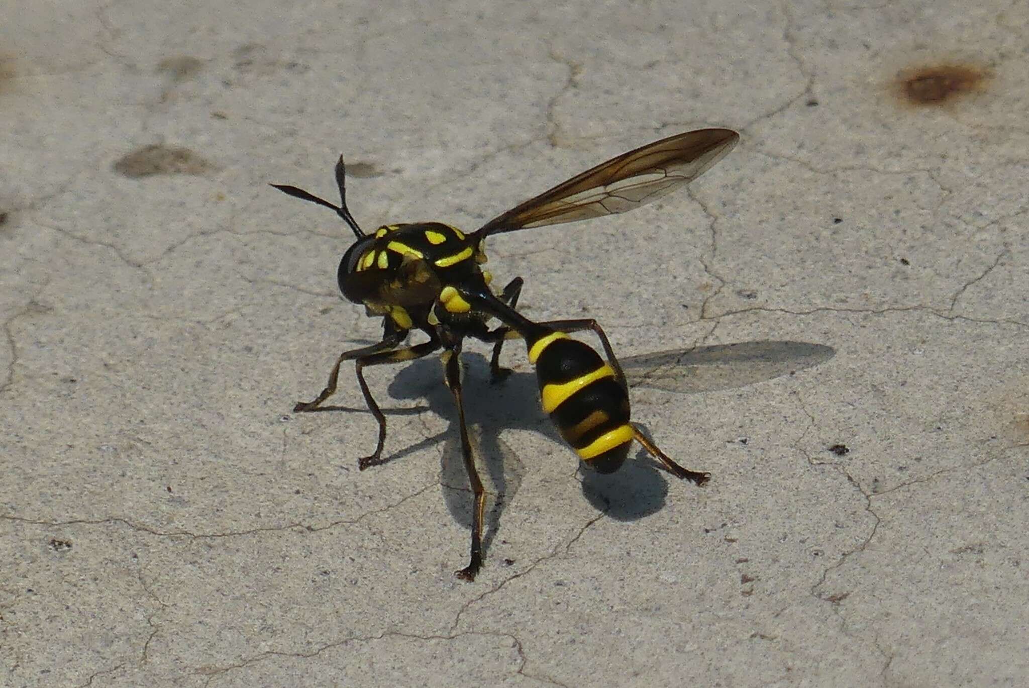 Image of Monoceromyia trinotata (Meijere 1904)