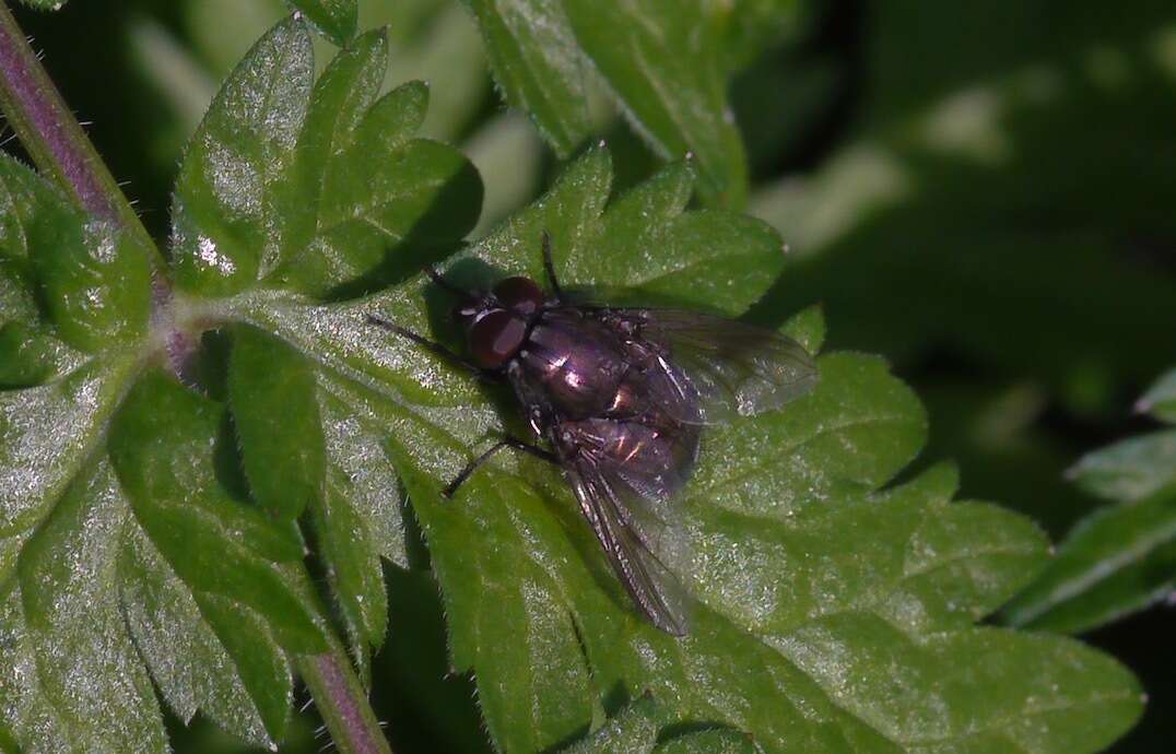 Imagem de Eudasyphora cyanella (Meigen 1826)