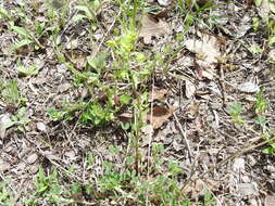 Image of weak spurge