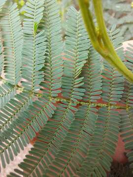 Acacia parvipinnula Tindale resmi