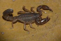 Image of Bothriurus cordubensis Acosta 1955