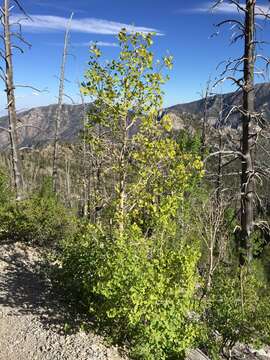 Image of quaking aspen