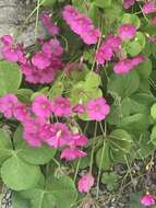 Image of red-flower woodsorrel