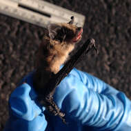 Image de Western small-footed bat