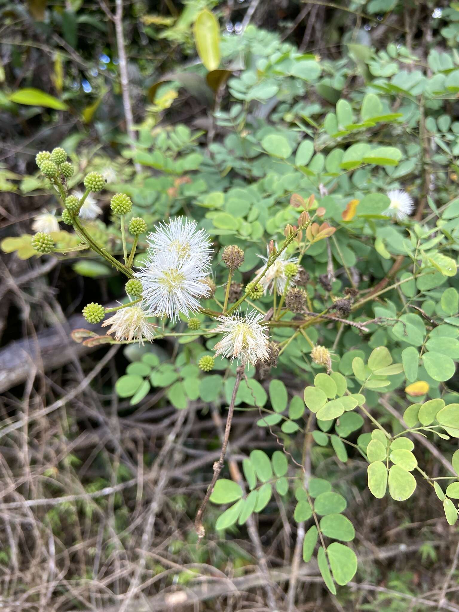 Mimosa ceratonia L. resmi