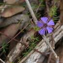 Image of Platytheca galioides Steetz