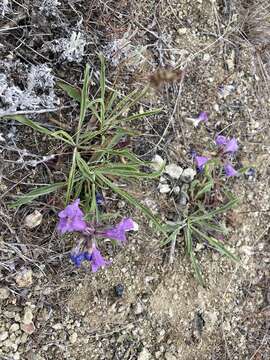 Image of Whited's penstemon