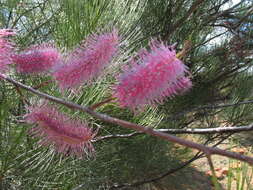 Image of Grevillea petrophiloides subsp. petrophiloides