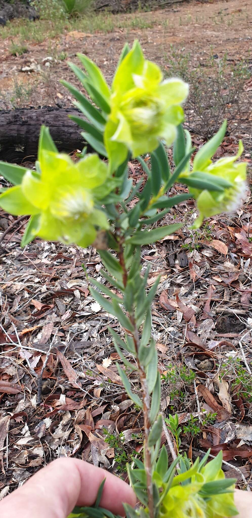 Image of Pimelea suaveolens Meissn.