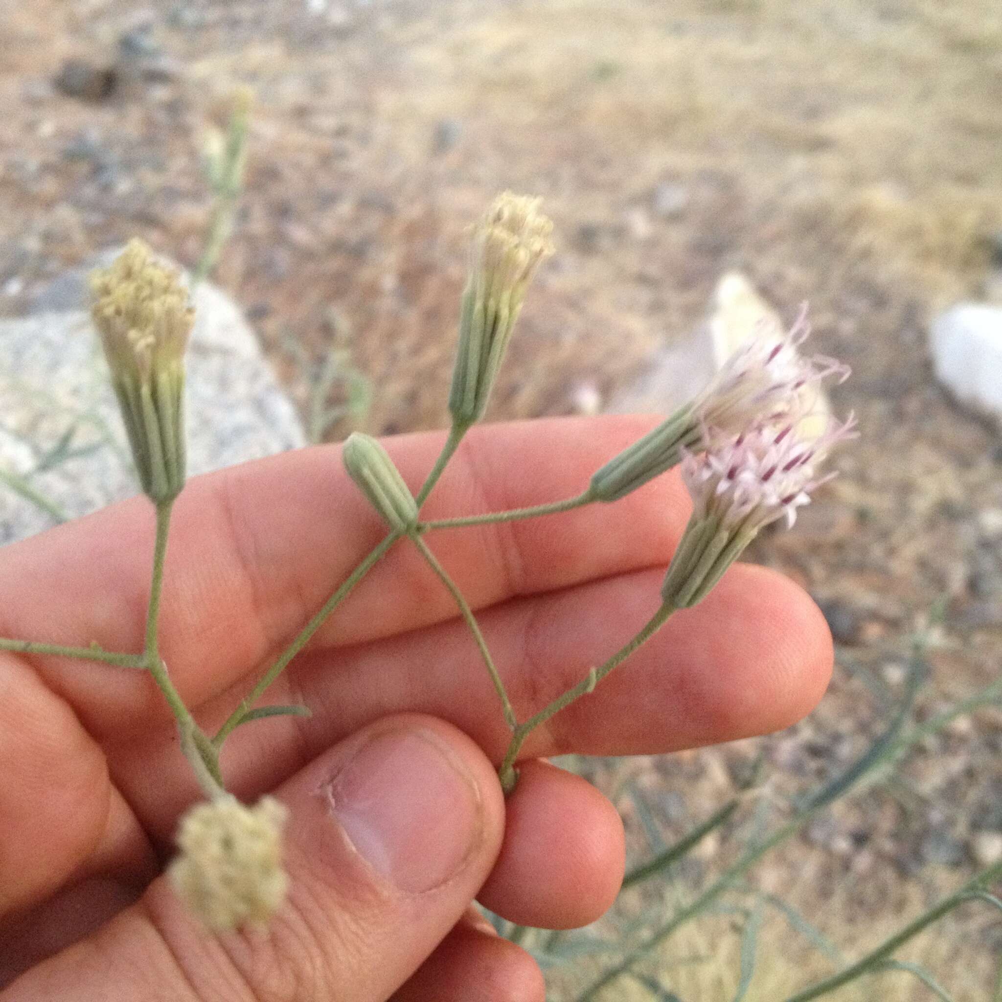 Image of Palafoxia linearis (Cav.) Lag.