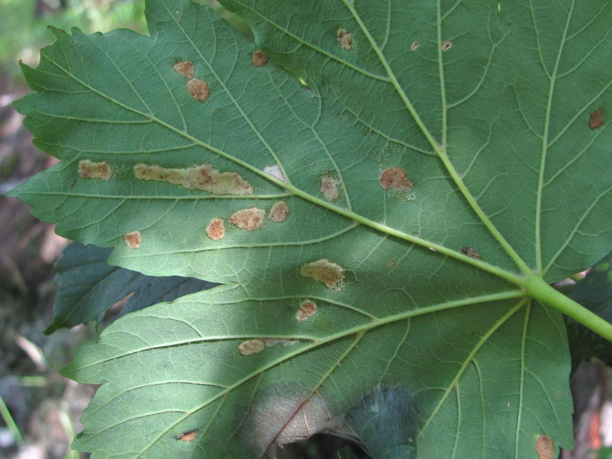 Acer heldreichii subsp. trautvetteri (Medvedev) E. Murray的圖片