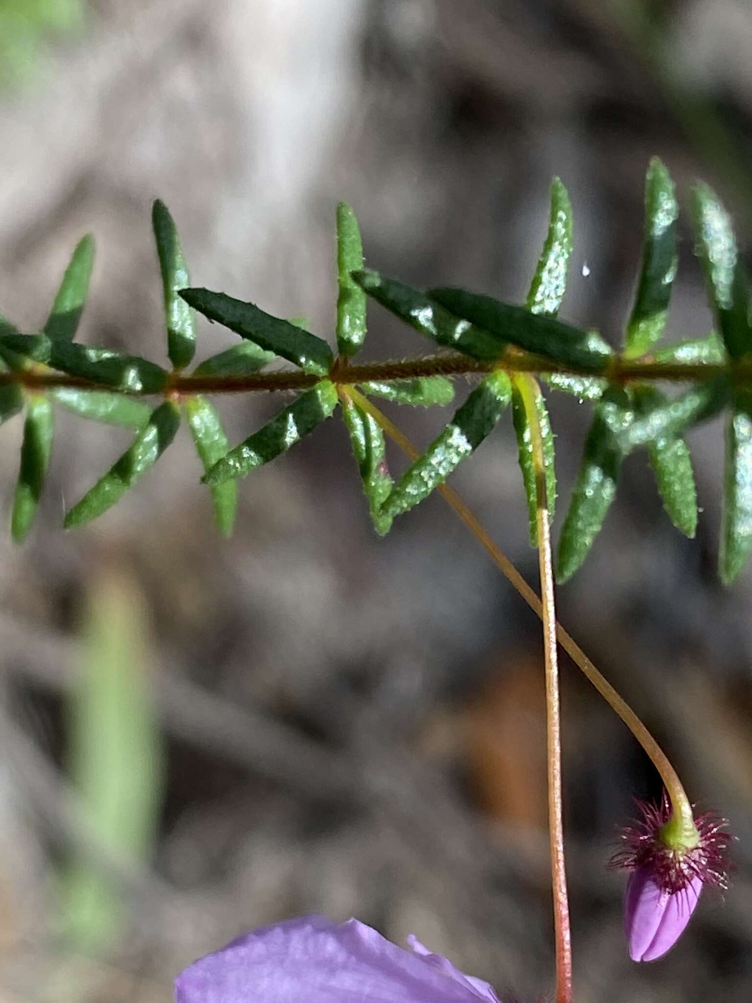 Image of Tetratheca ericifolia Sm.