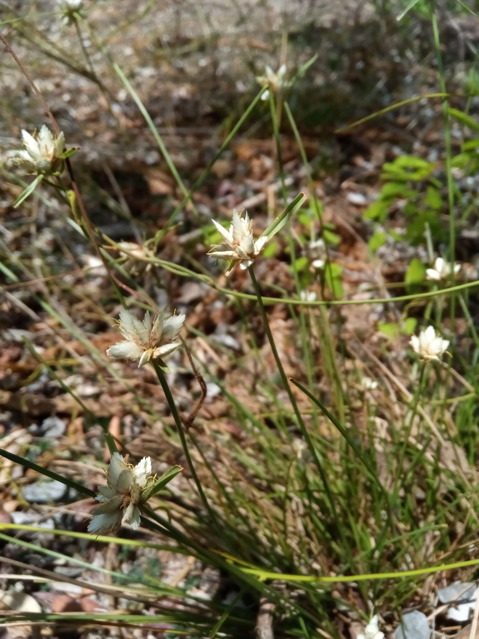 Image of Cyperus niveus Retz.