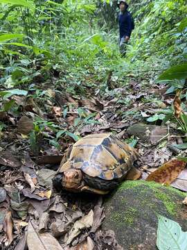 Image of Impressed Tortoise