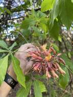 صورة Aesculus bushii C. K. Schneid.