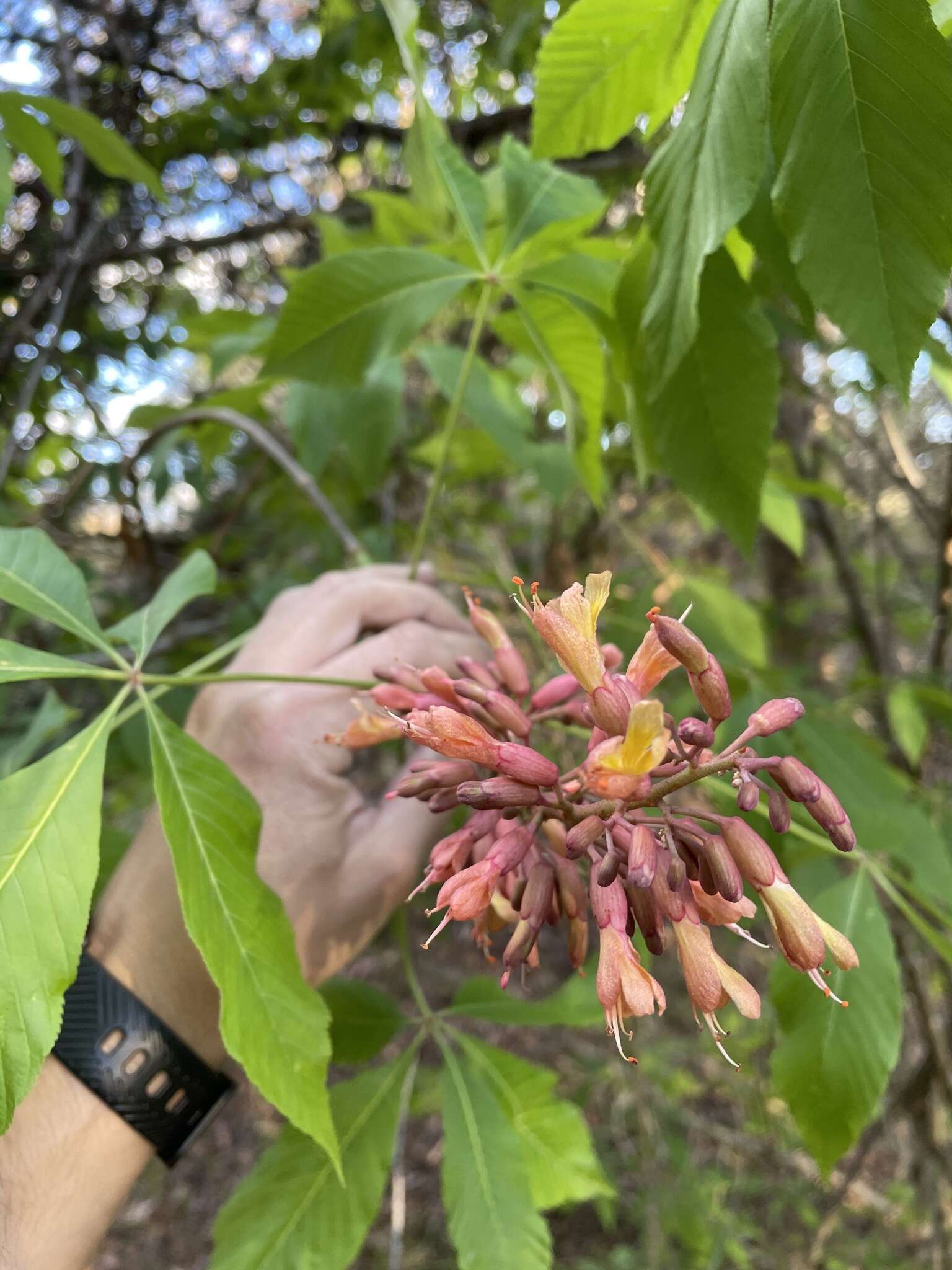 صورة Aesculus bushii C. K. Schneid.