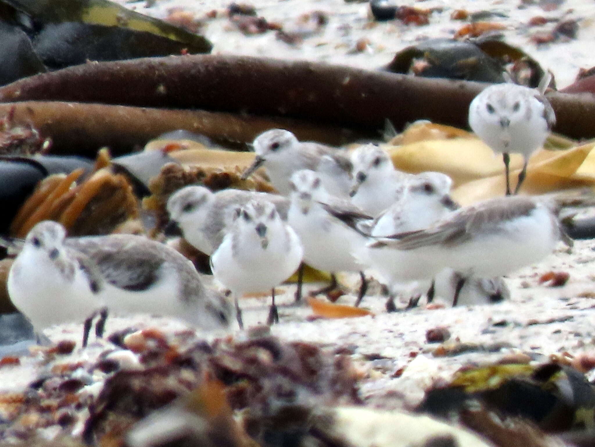 Image of Calidris alba alba (Pallas 1764)