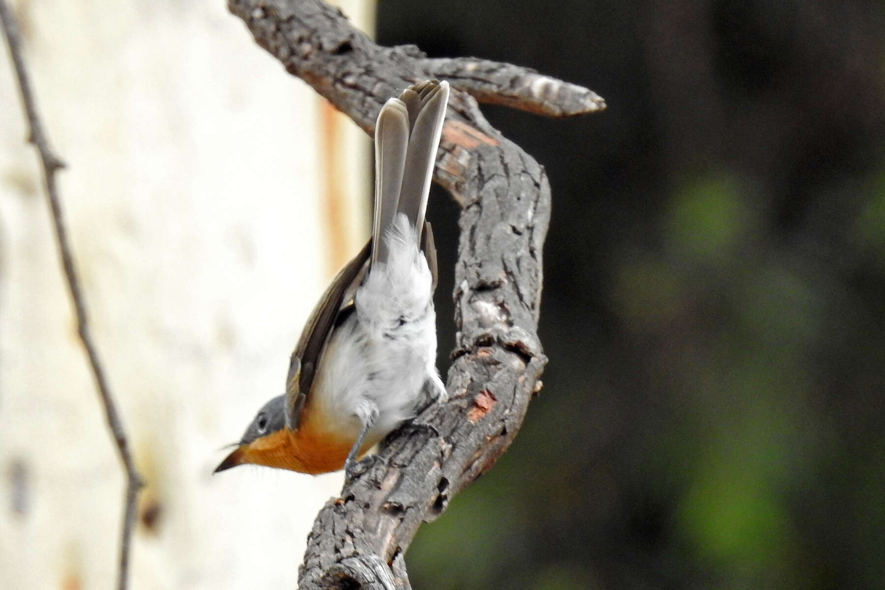 Image of Myiagra rubecula rubecula (Latham 1801)