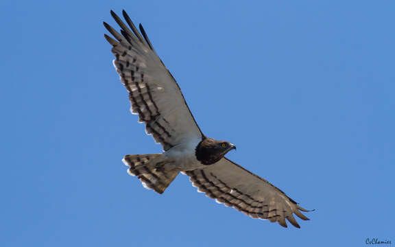 Image of Black-chested Snake Eagle