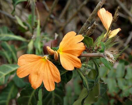 Imagem de Crossandra fruticulosa Lindau