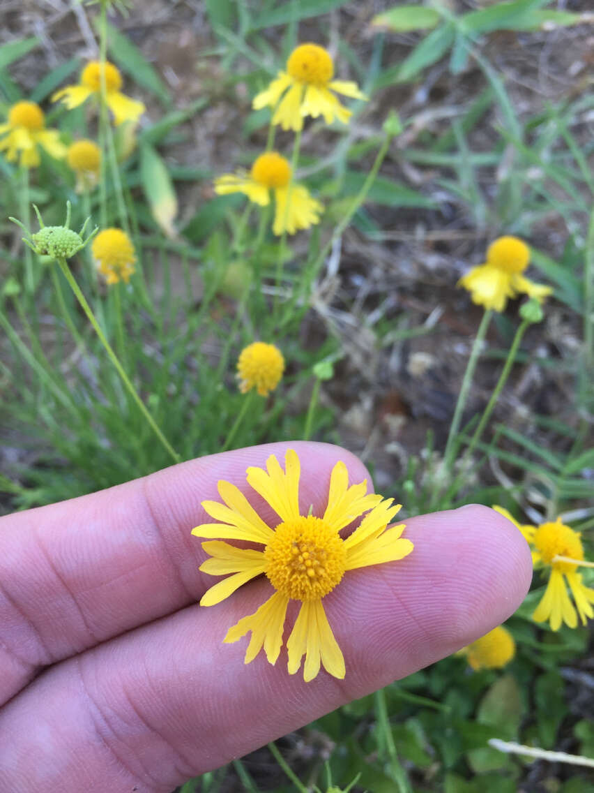 Image of Yellowdicks