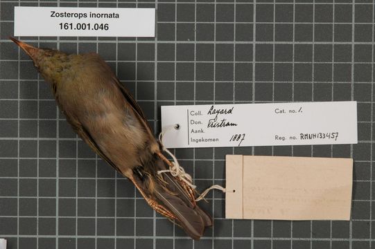 Image of Forest White-eye