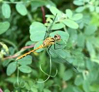 Image of Sympetrum parvulum (Bartenev 1912)