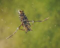 Image of Water boatman