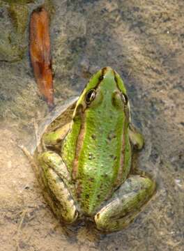 Image de Petite grenouille verte